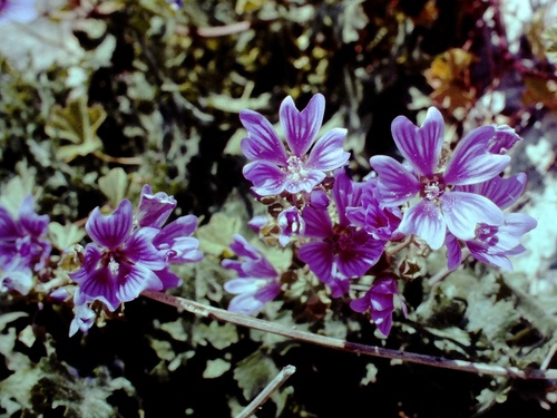 Common Mallow