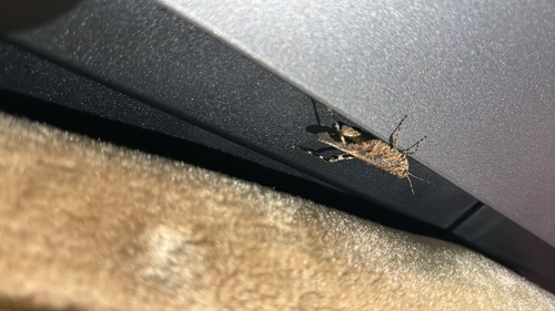 Carinate Locust