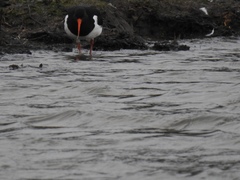 Haematopus ostralegus