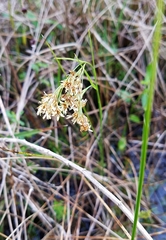 Rhynchospora microcarpa