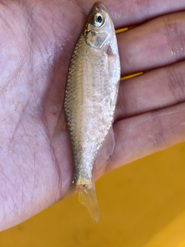 Lined minnow (Metzia lineata) — Cyprinidae — 3