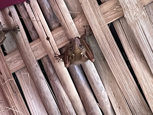Lesser Epauletted Fruit Bat