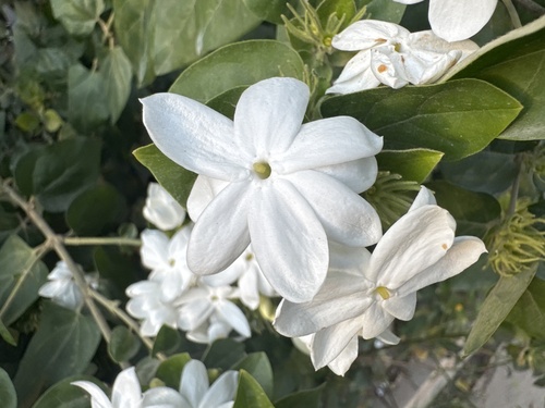 star jasmine