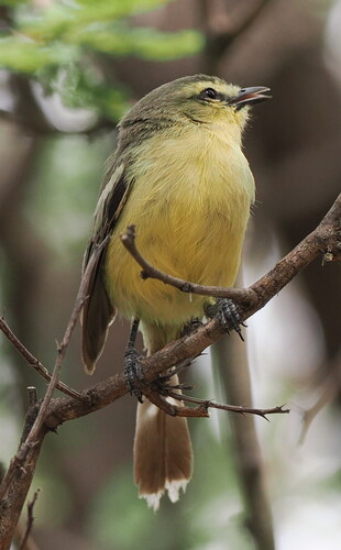 Greater Wagtail-Tyrant (Stigmatura budytoides)