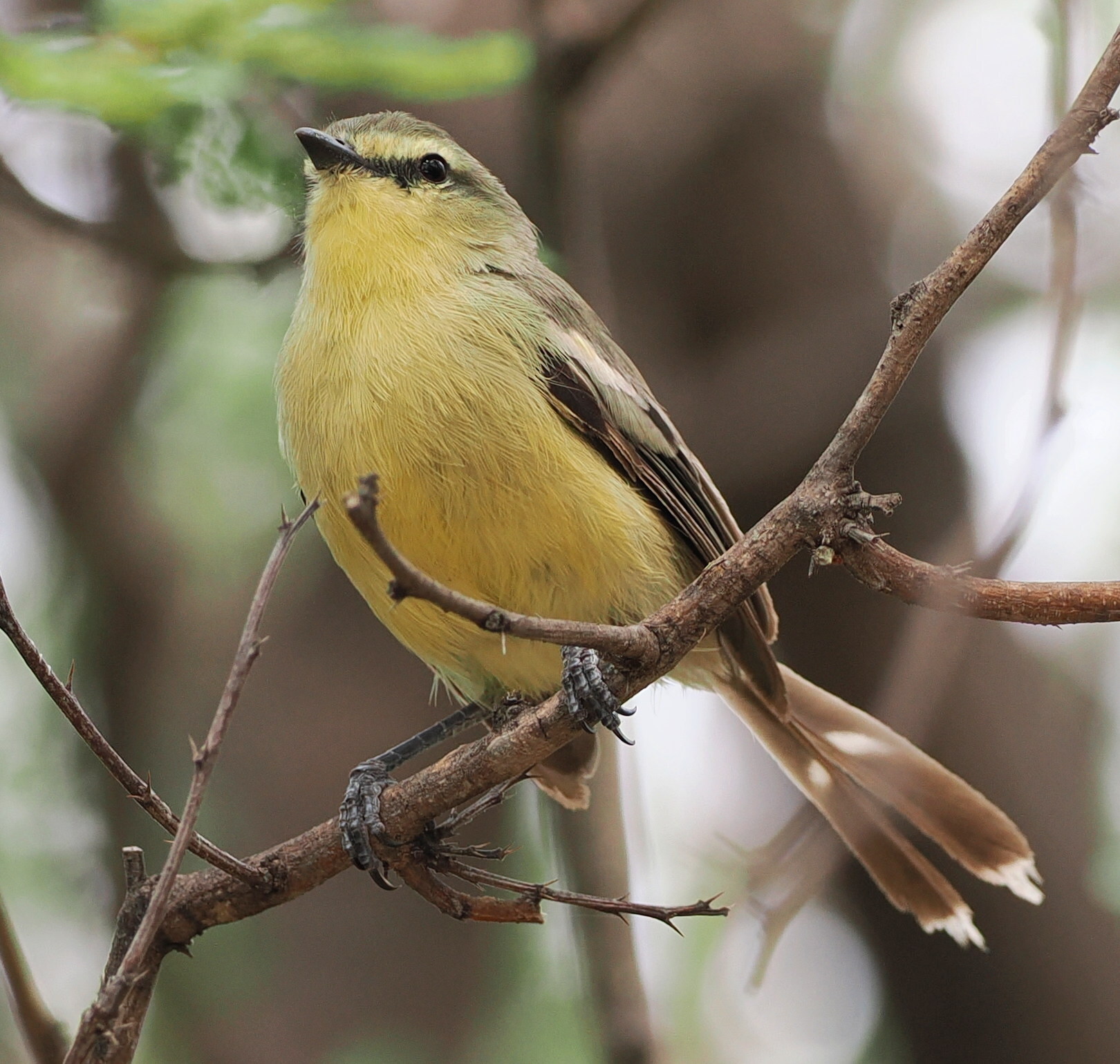 Greater Wagtail-Tyrant (Stigmatura budytoides), photo 2