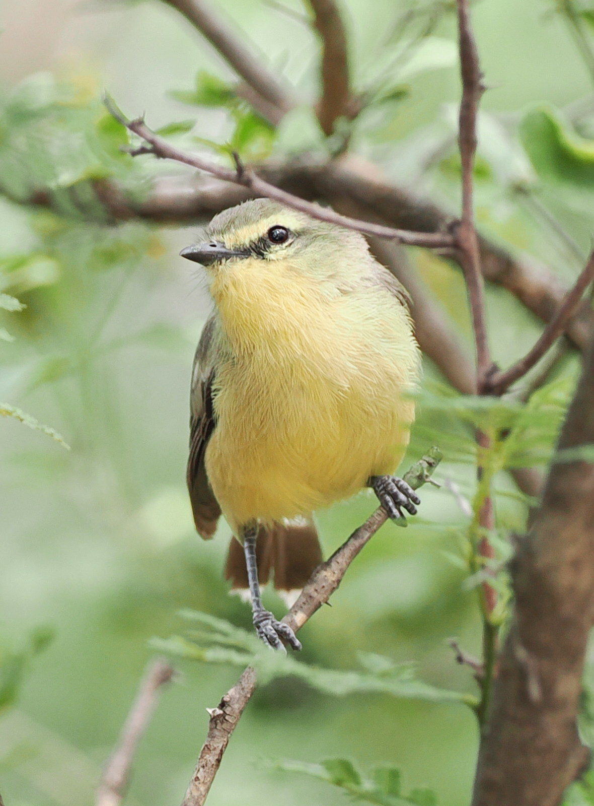 Greater Wagtail-Tyrant (Stigmatura budytoides), photo 3