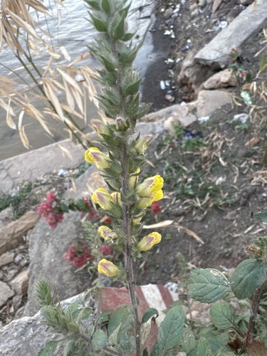 Lindenbergia philippensis