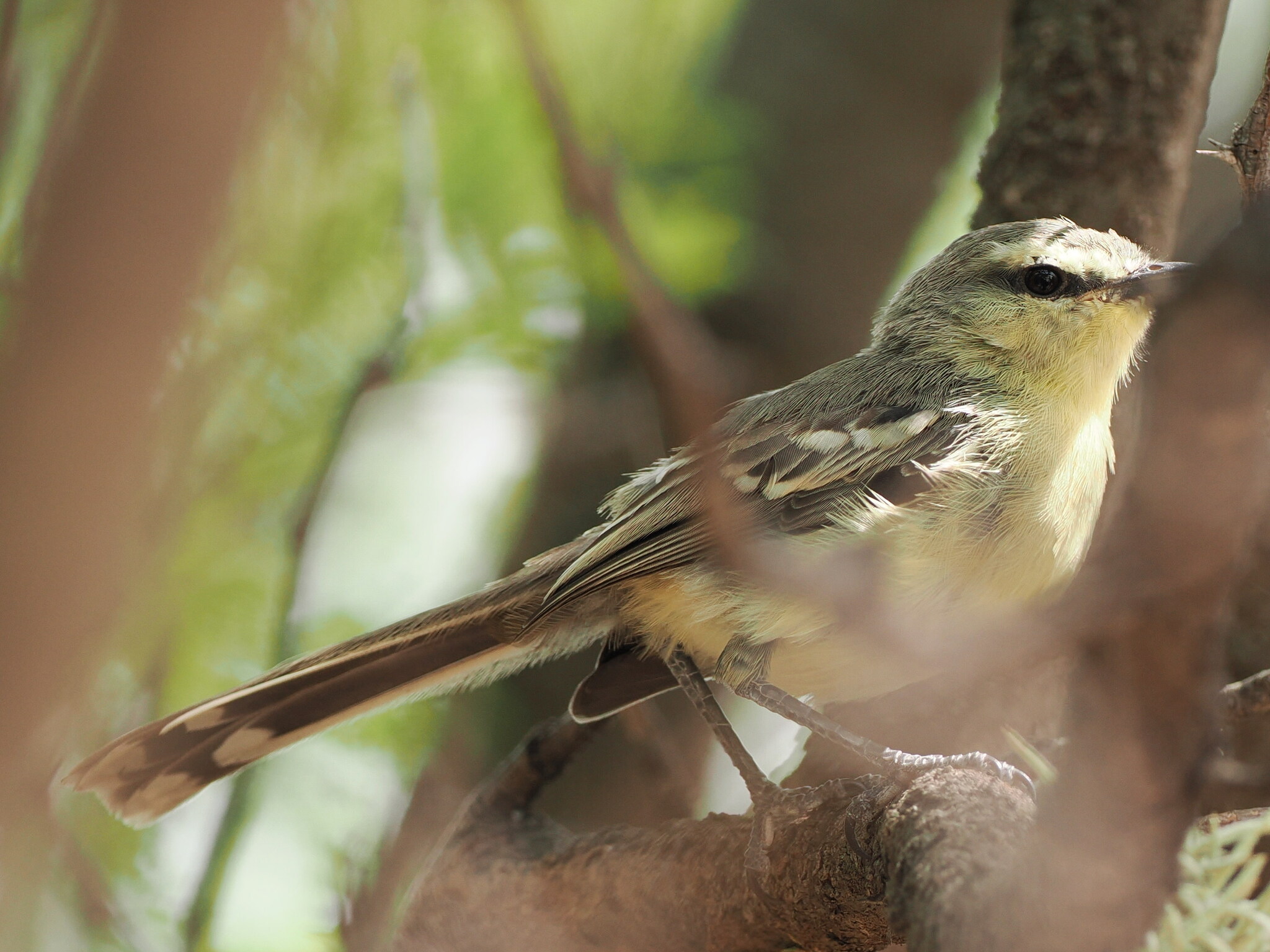Greater Wagtail-Tyrant (Stigmatura budytoides), photo 4