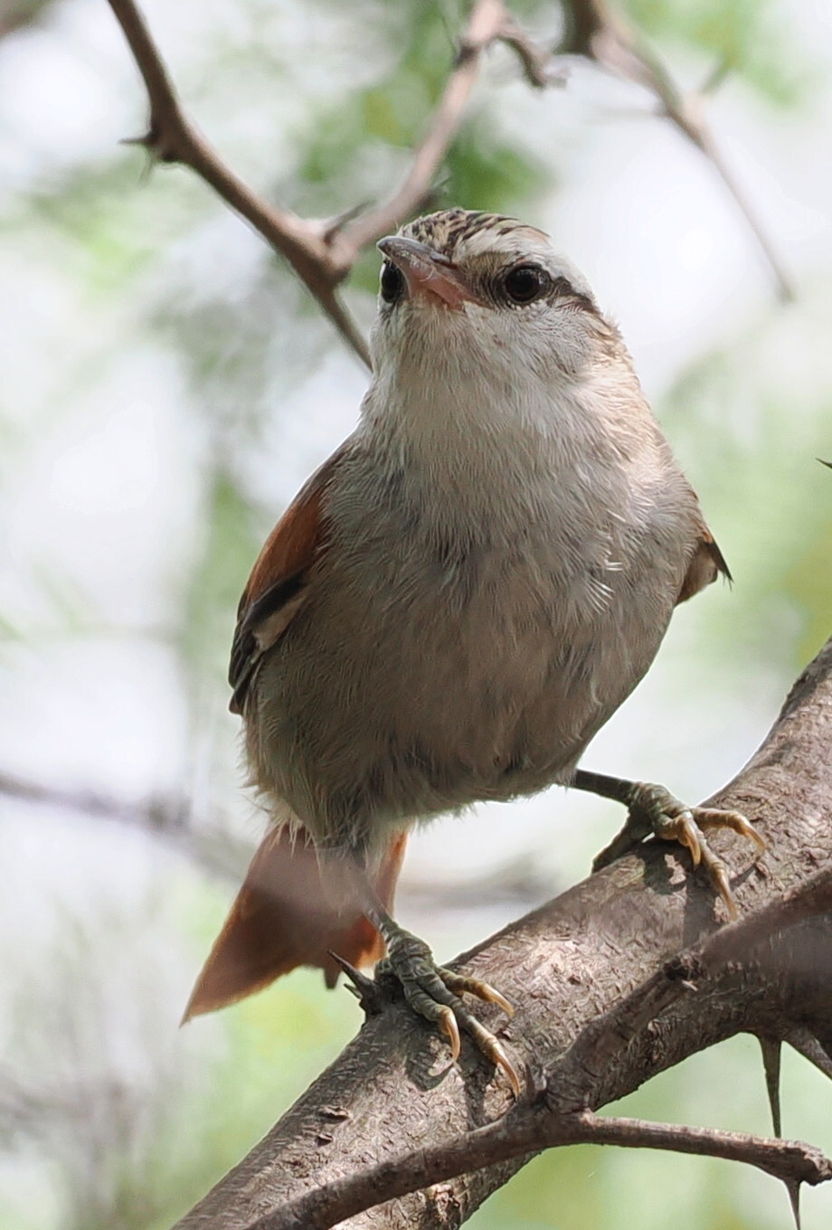 Stripe-crowned Spinetail (Cranioleuca pyrrhophia), photo 2