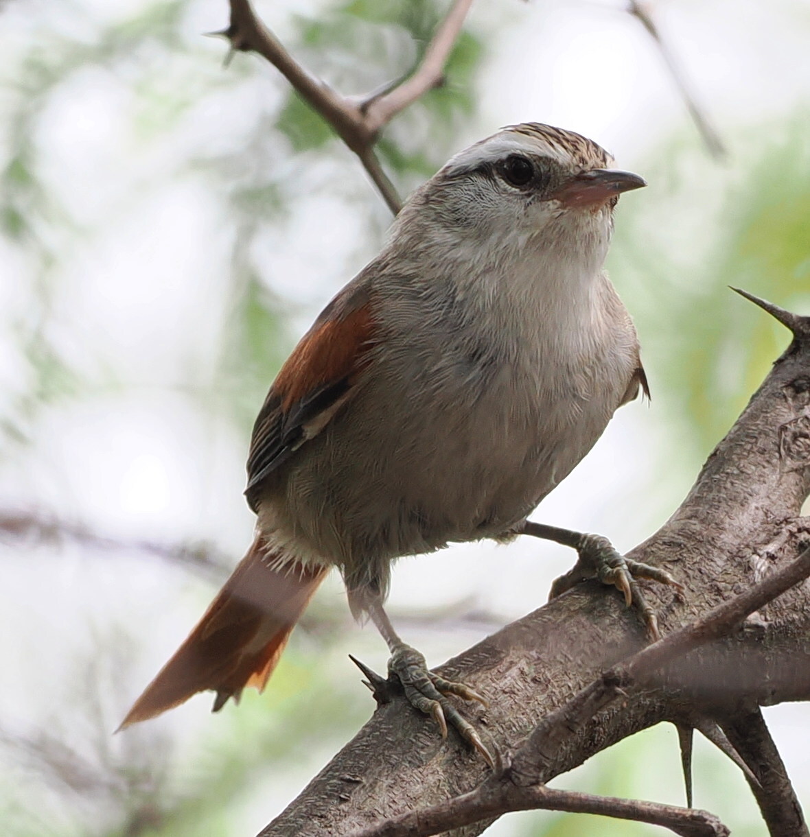 Stripe-crowned Spinetail (Cranioleuca pyrrhophia), photo 3