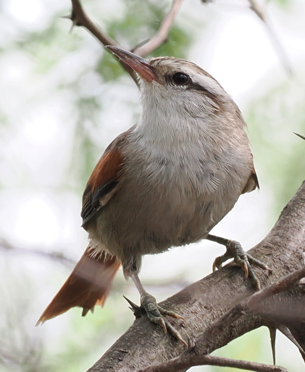 Stripe-crowned Spinetail (Cranioleuca pyrrhophia), photo 4