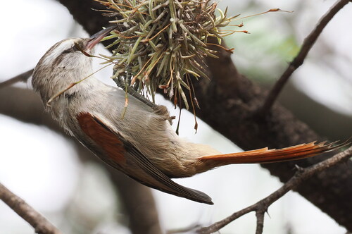 Stripe-crowned Spinetail (Cranioleuca pyrrhophia)
