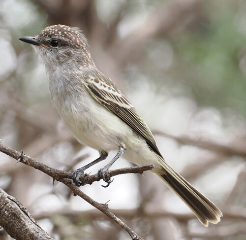 Suiriri Flycatcher (Suiriri suiriri), photo 3