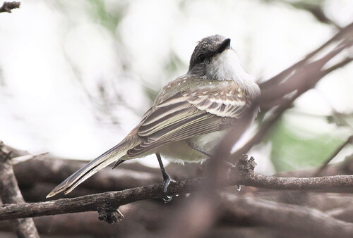 Suiriri Flycatcher (Suiriri suiriri), photo 2