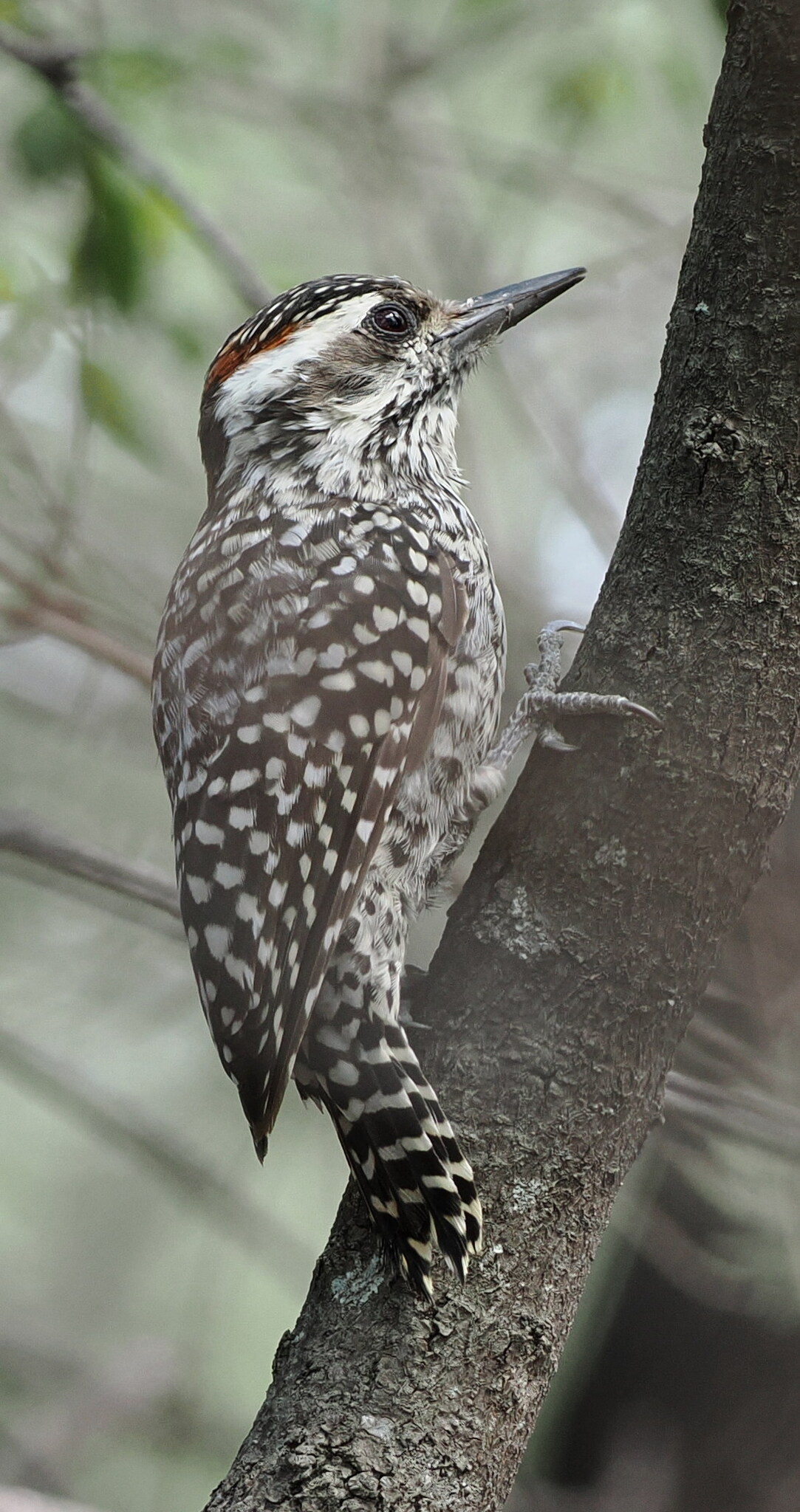 Checkered Woodpecker (Veniliornis mixtus), photo 5