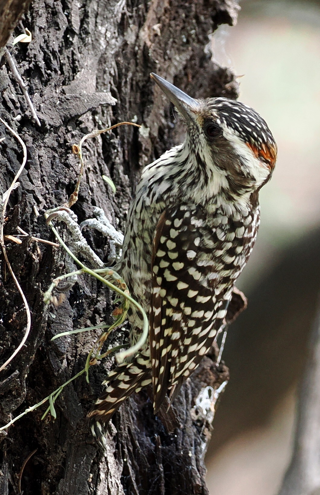 Checkered Woodpecker (Veniliornis mixtus), photo 6
