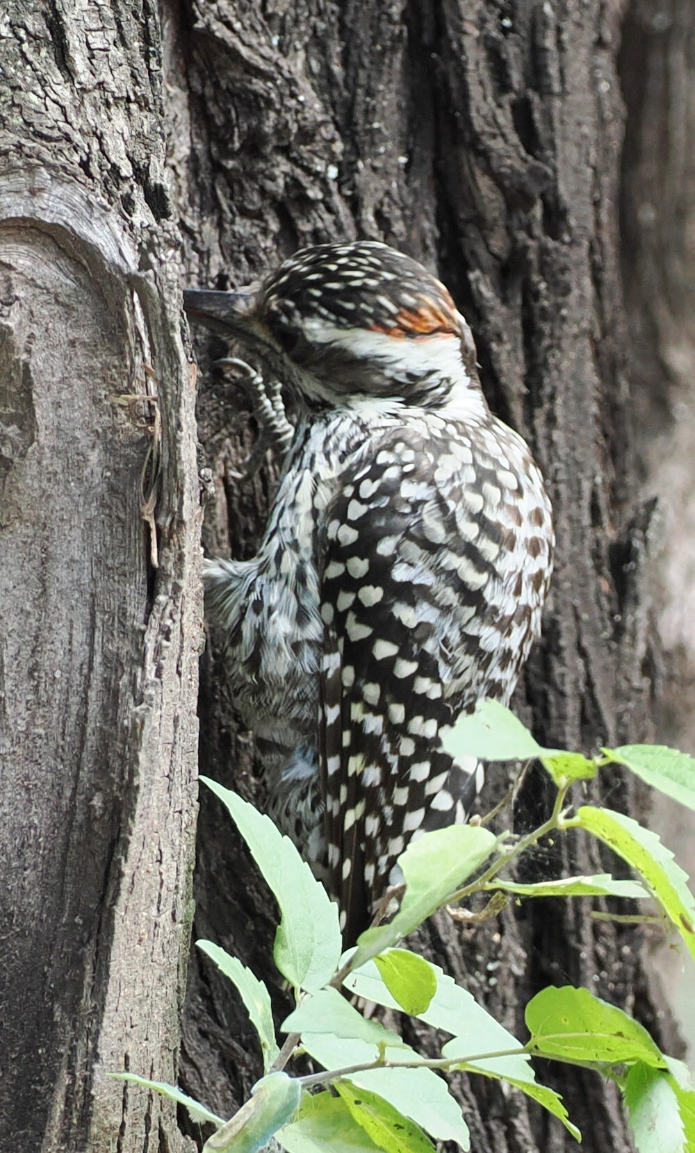 Checkered Woodpecker (Veniliornis mixtus), photo 8