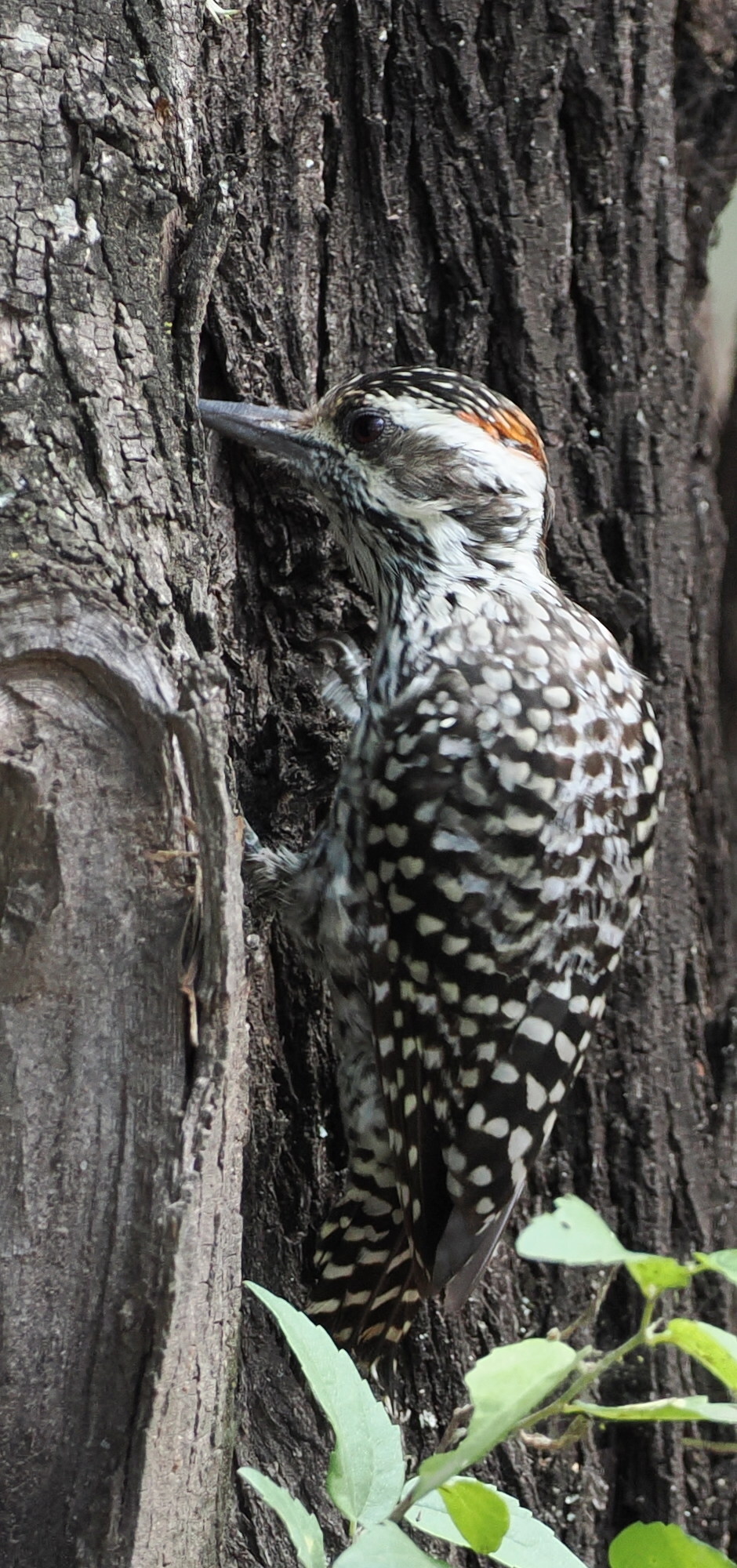 Checkered Woodpecker (Veniliornis mixtus), photo 7