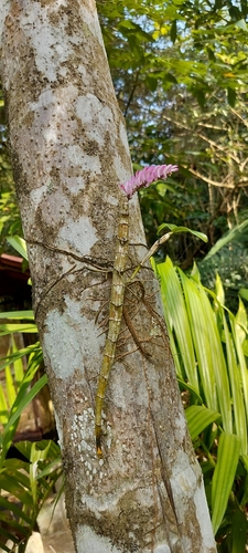 Dendrobium secundum, photograph 1