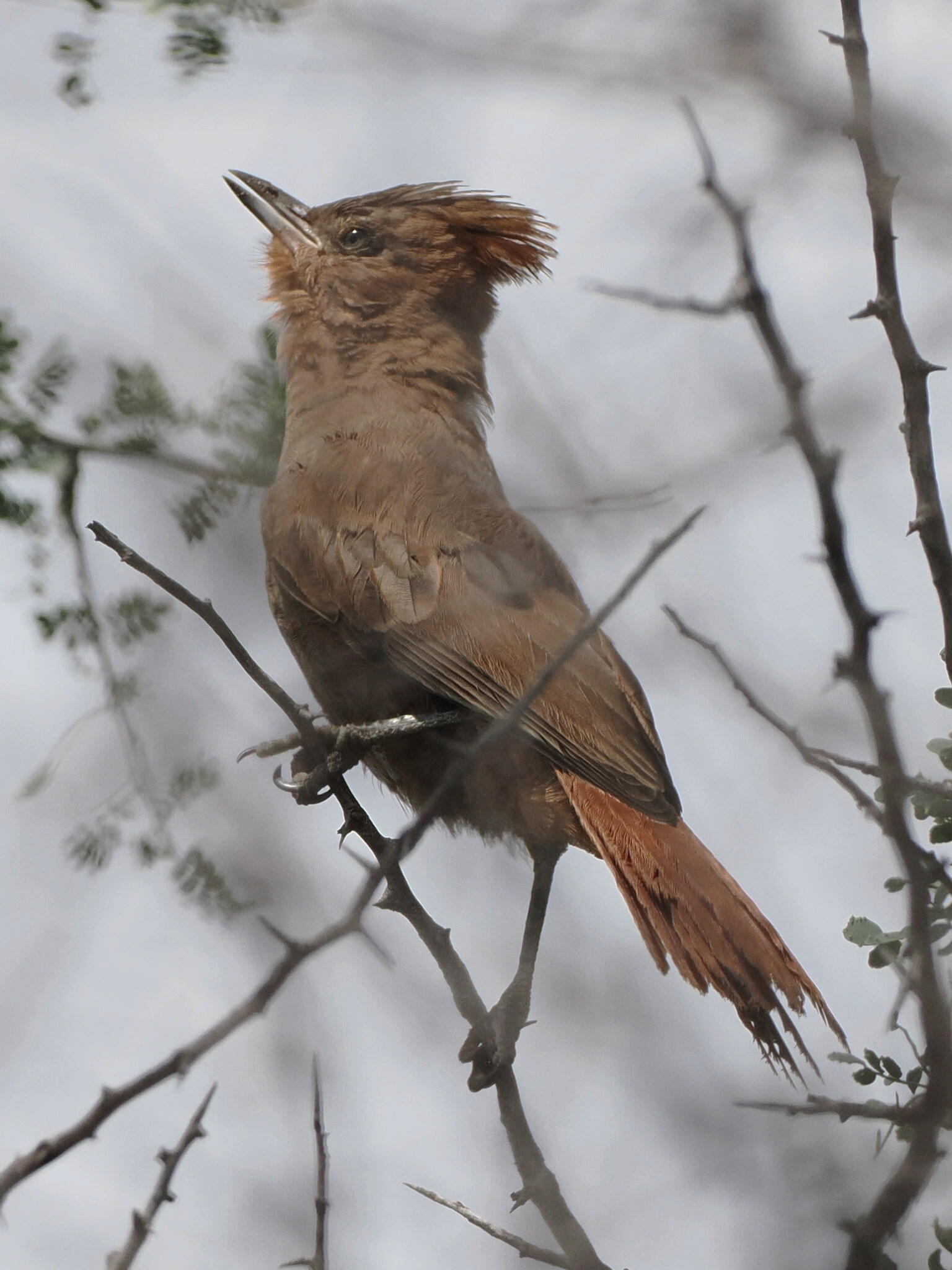 Brown Cacholote (Pseudoseisura lophotes), photo 6