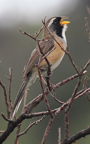 Many-colored Chaco Finch (Saltatricula multicolor), photo 4