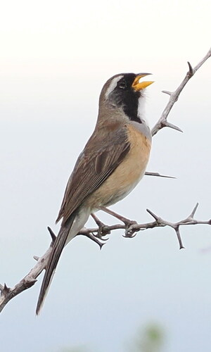 Many-colored Chaco Finch (Saltatricula multicolor), photo 5