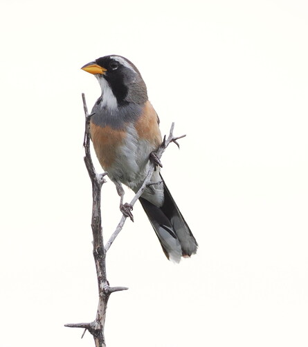 Many-colored Chaco Finch (Saltatricula multicolor), photo 10