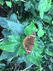 Junonia neildi varia