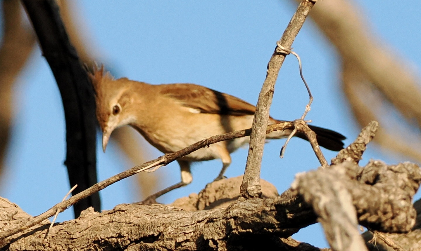 Crested Hornero (Furnarius cristatus), photo 2