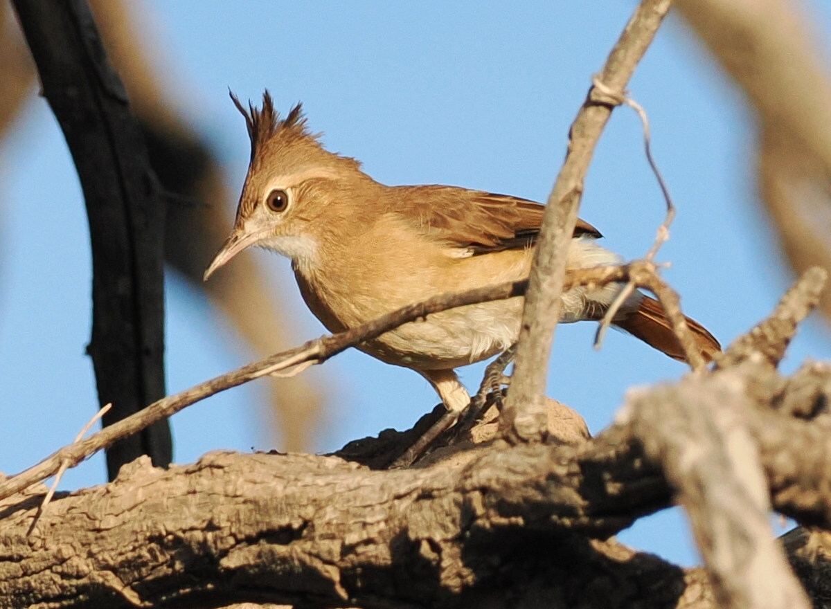 Crested Hornero (Furnarius cristatus), photo 3
