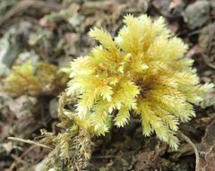 Hypnodendron spininervium