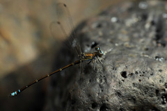 Caledopteryx maculata