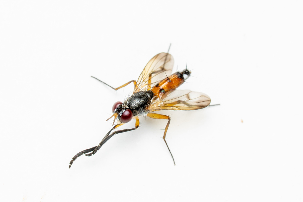 Actinochaeta