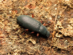 Xylopinus saperdoides