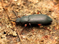 Xylopinus saperdoides
