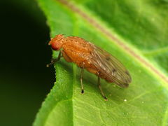 Suillia quinquepunctata