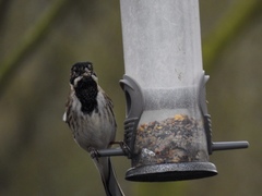 Emberiza schoeniclus
