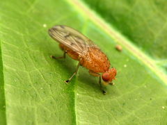 Suillia quinquepunctata