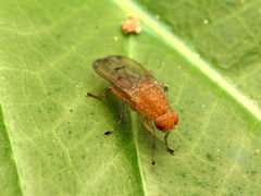 Suillia quinquepunctata