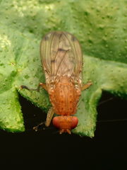 Suillia quinquepunctata