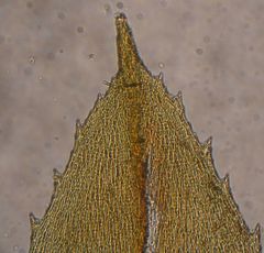 Hypnodendron spininervium