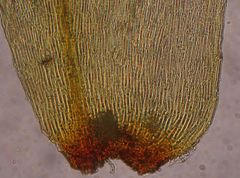 Hypnodendron spininervium