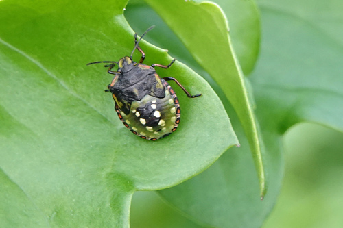 Photo of Southern Green Stink Bug (Nezara viridula)