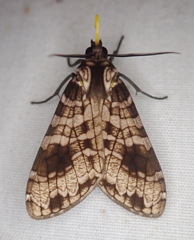 Elysius melanoplaga