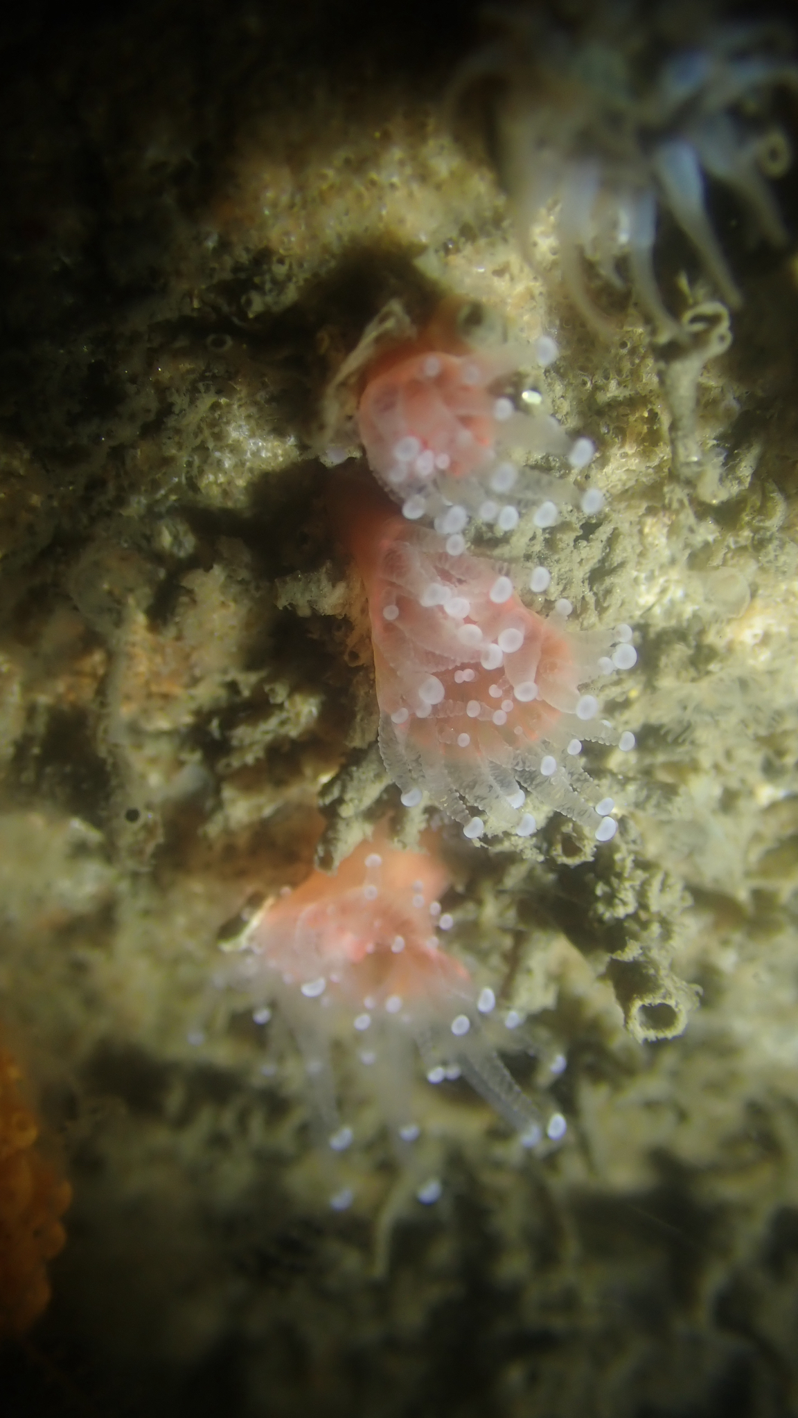 Corynactis californica Carlgren, 1936