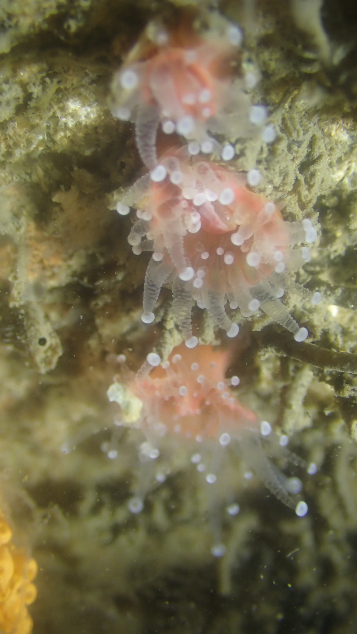 Corynactis californica Carlgren, 1936