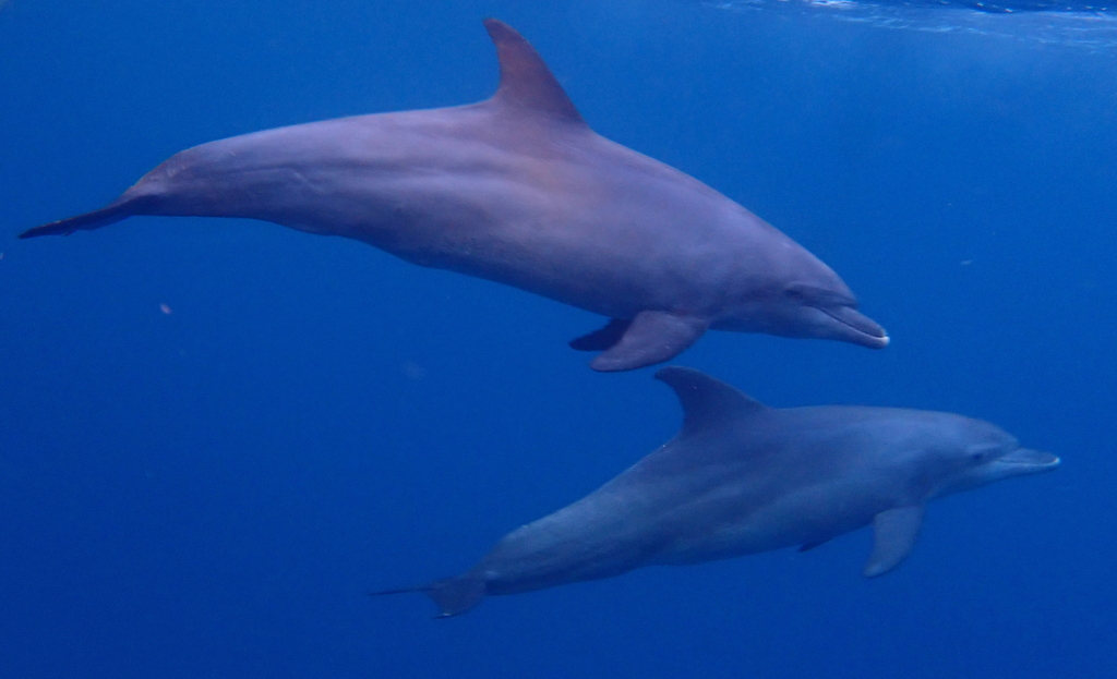 Two Indo-Pacific bottlenose dolphins swimming in deep blue water