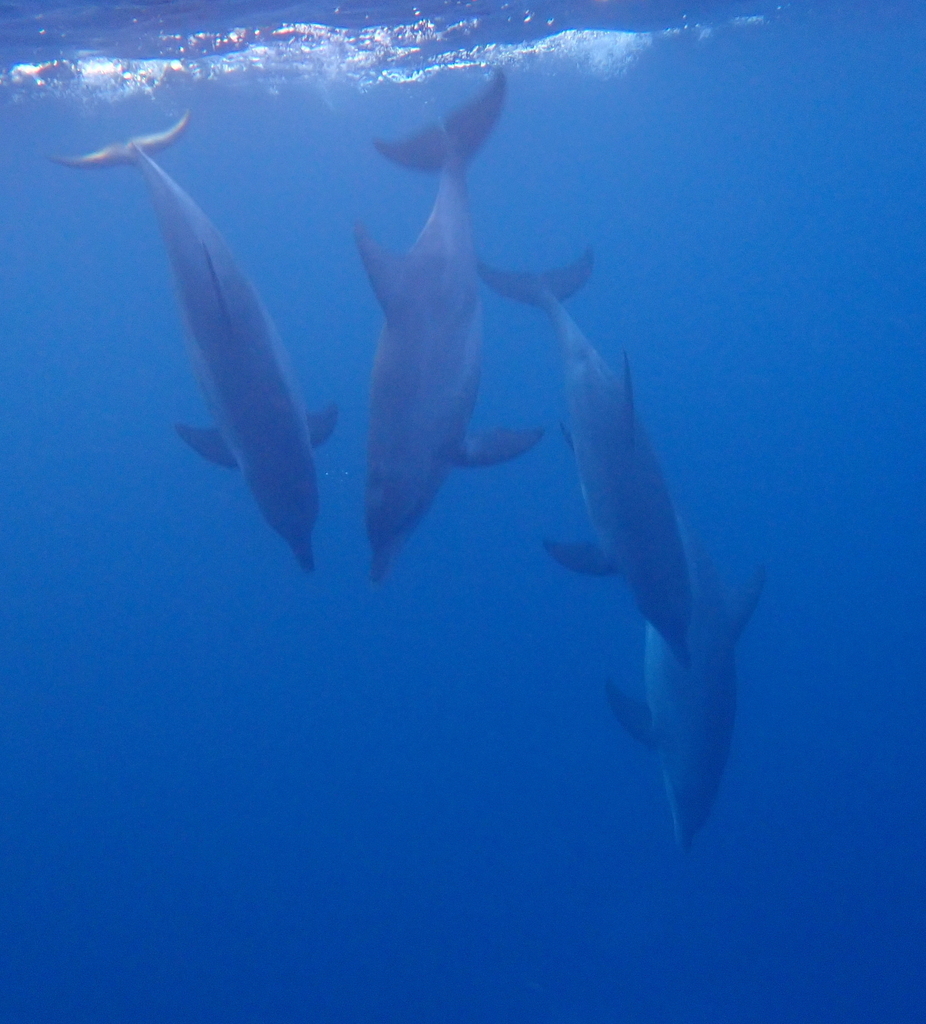Three Indo-Pacific bottlenose dolphins descending in blue water