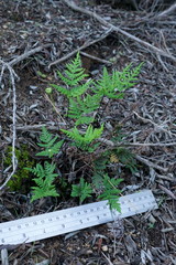 Pentagramma triangularis