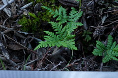 Pentagramma triangularis